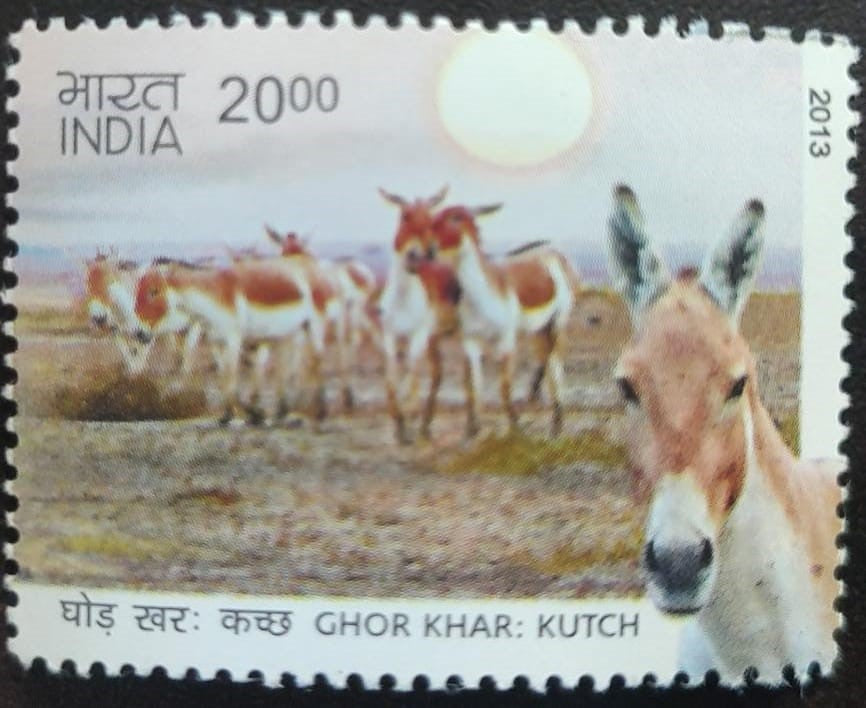 India - 2013-Kutch Wild Assess
