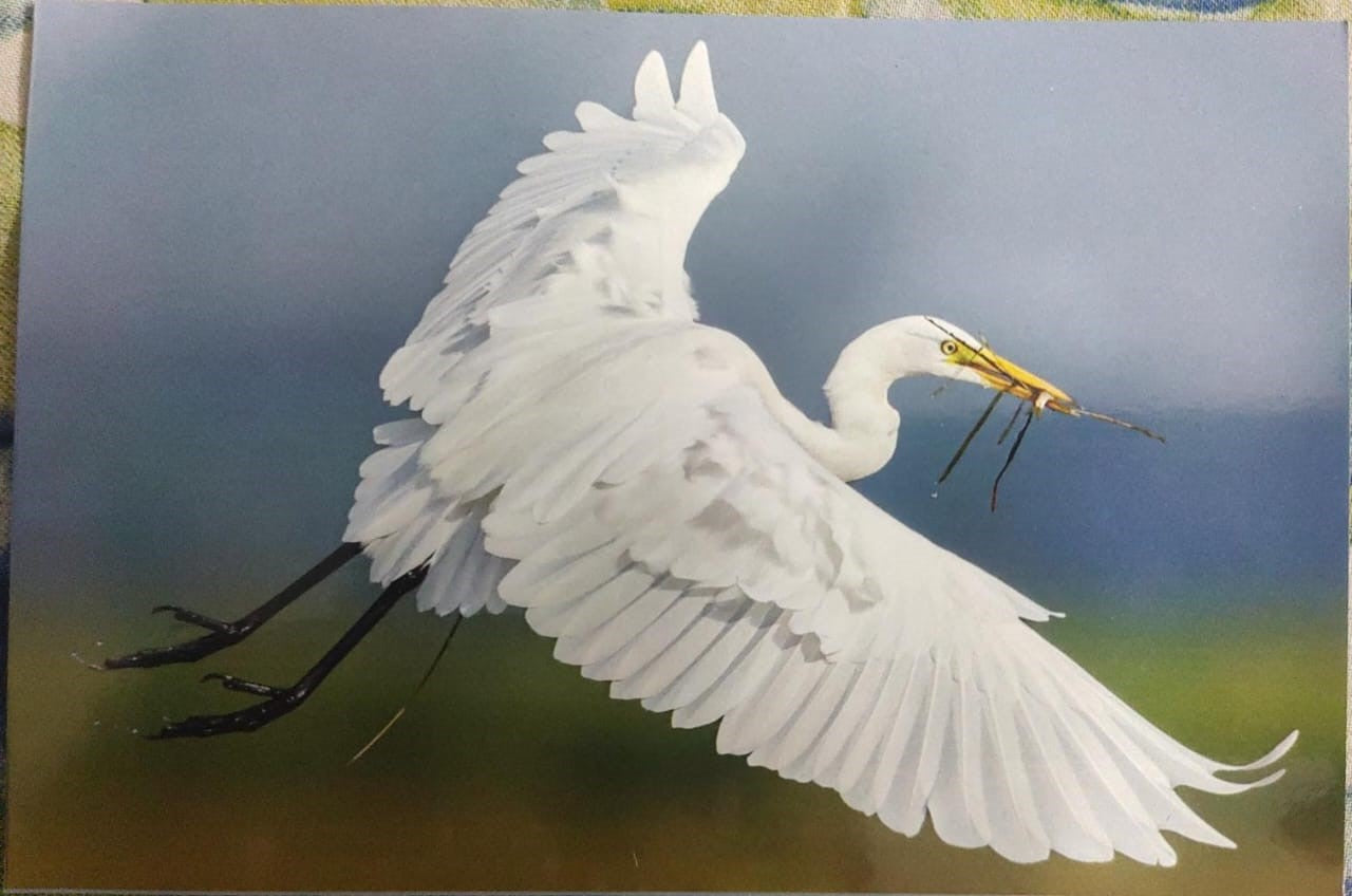 Chorao inaguration day PPC on postcard. Dr.Salim Ali Bird Sanctuary Dt 23.01.2025 on picture post card issued by Postal department limited numbers issued.