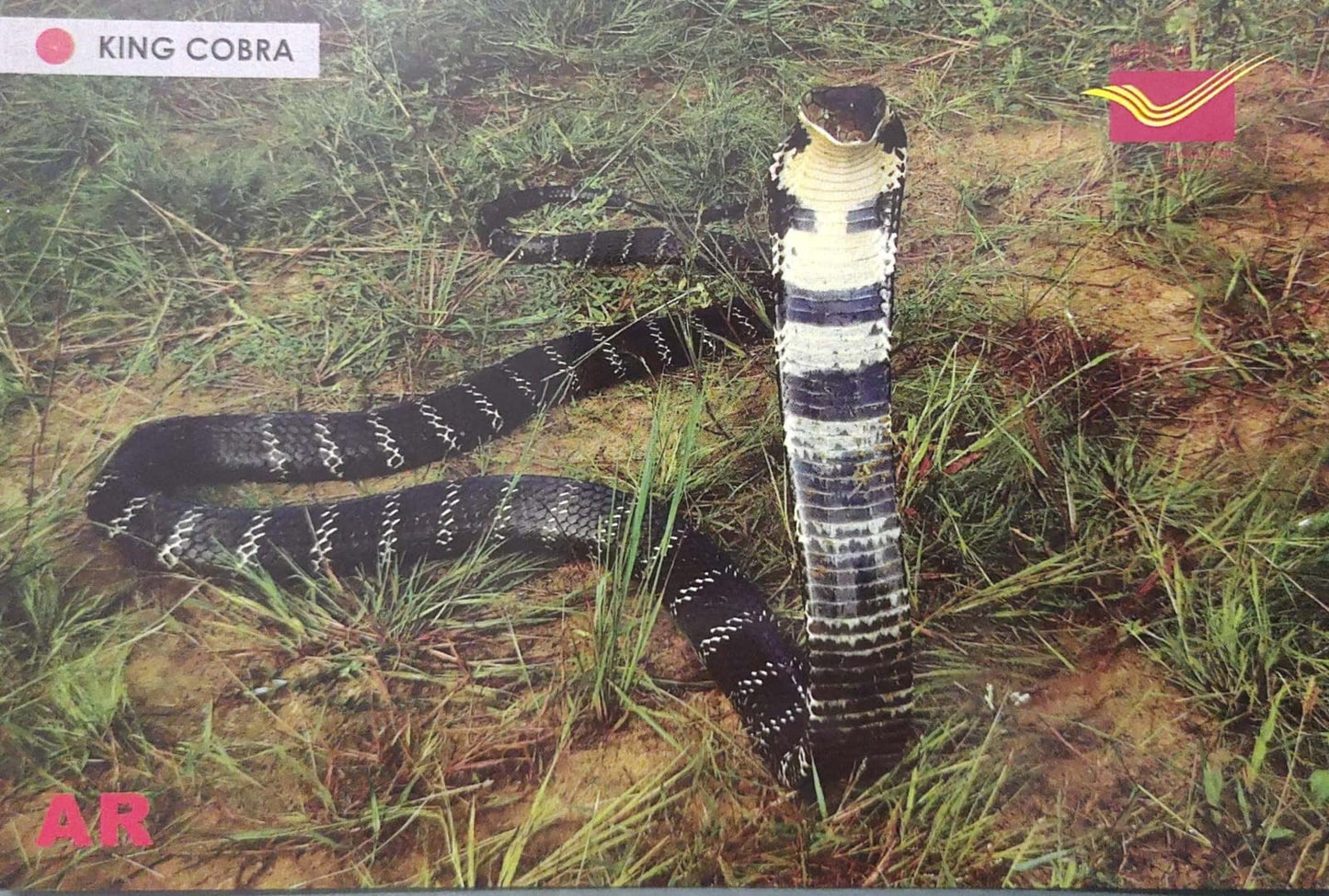 Augmented reality Picture Postcards from DOP - CG circle with Introduction day PPC on Snakes-King Cobra