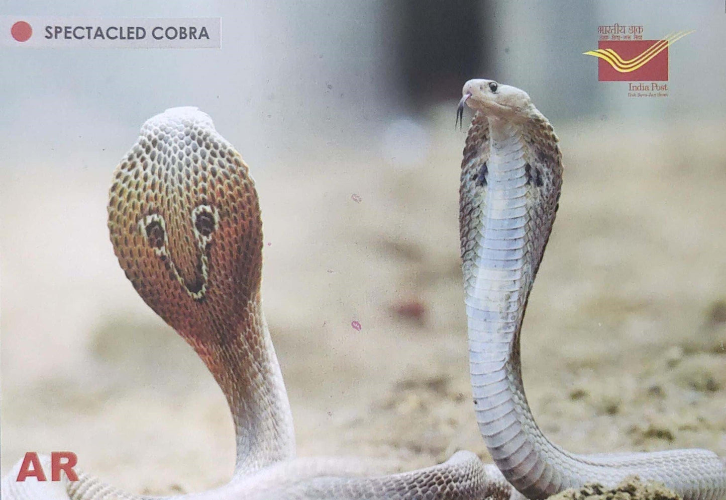 Augmented reality Picture Postcards from DOP - CG circle with Introduction day PPC on Snakes-Spectacled Cobra