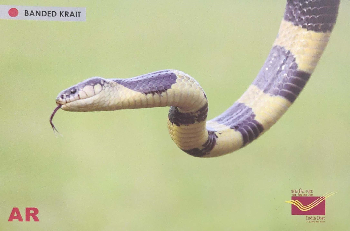 Augmented reality Picture Postcards from DOP - CG circle with Introduction day PPC on Snakes-Banded Krait