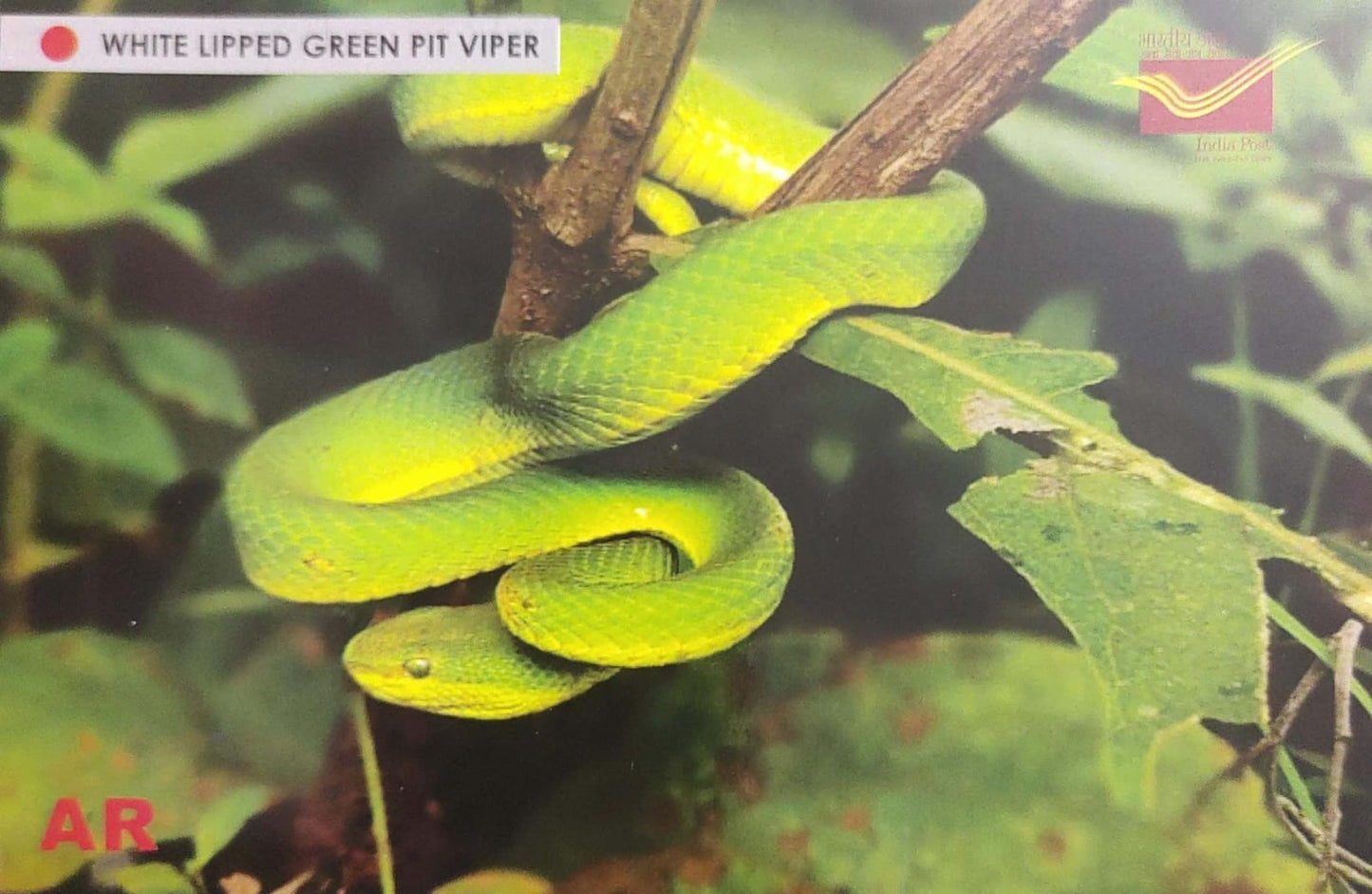Augmented reality Picture Postcards from DOP - CG circle with Introduction day PPC on Snakes-White Lipped Green Pit Viper