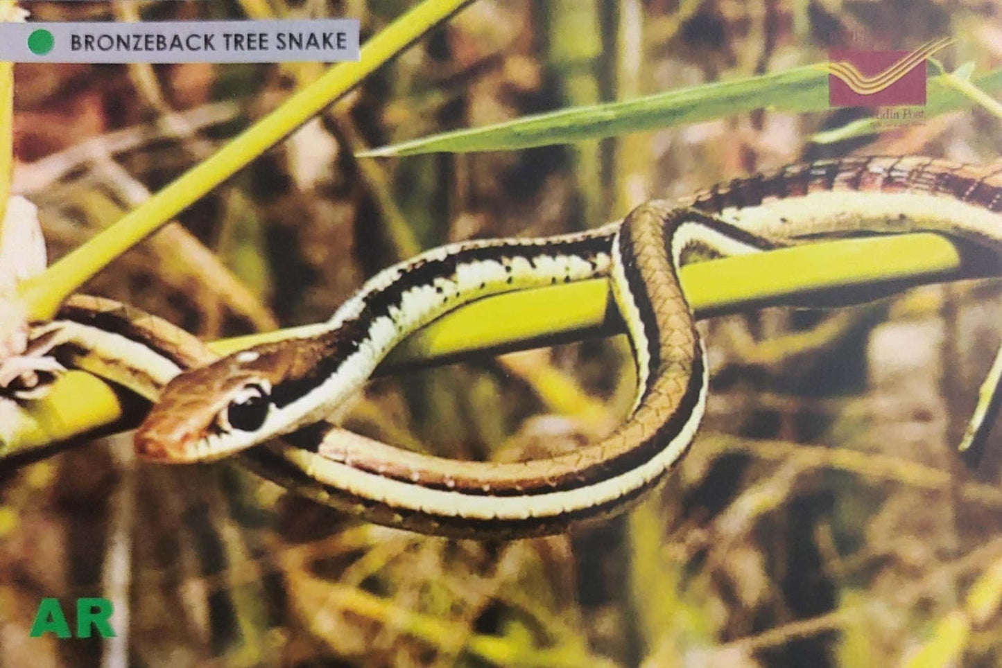 Augmented reality Picture Postcards from DOP - CG circle with Introduction day PPC on Snakes-Bronzeback Tree Snake