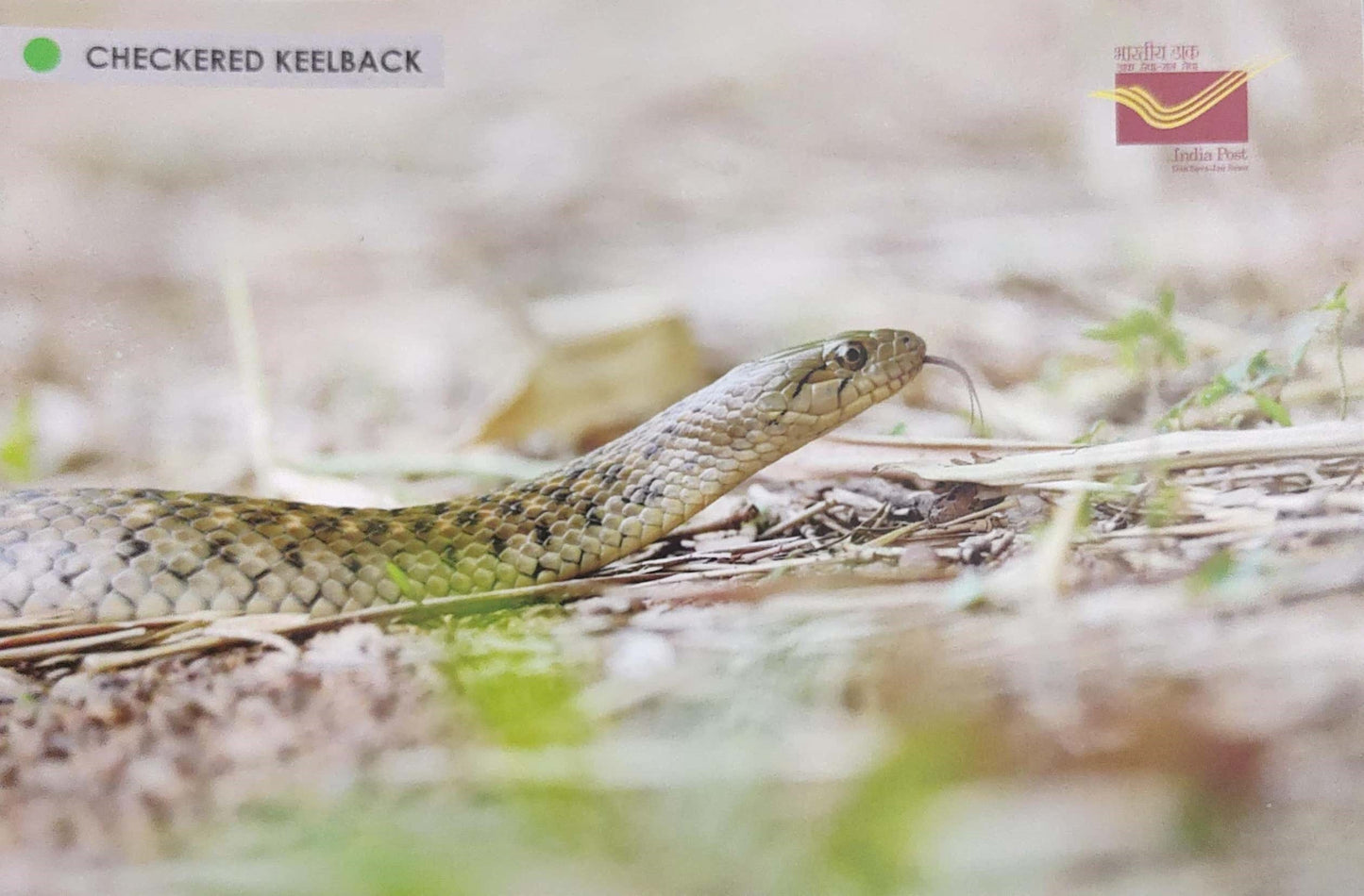 Picture Postcards from DOP - CG circle with Introduction day PPC on Snakes-Checkered Keelback
