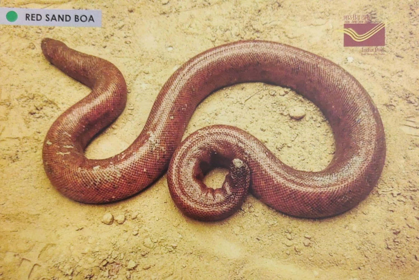 Picture Postcards from DOP - CG circle with Introduction day PPC on Snakes-Red Sand Boa