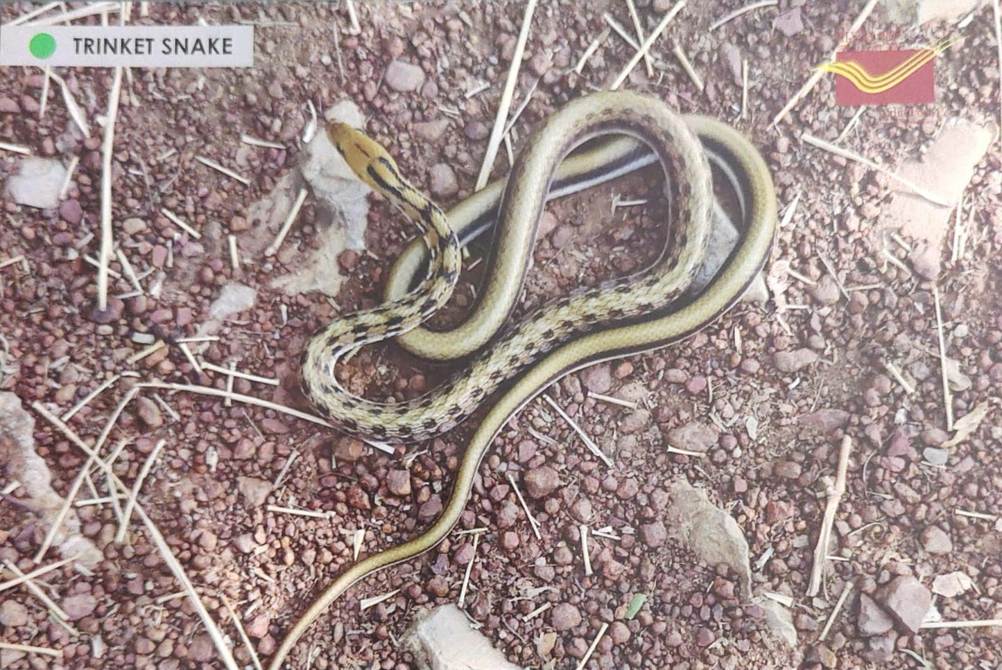 Picture Postcards from DOP - CG circle with Introduction day PPC on Snakes-Trinket Snake