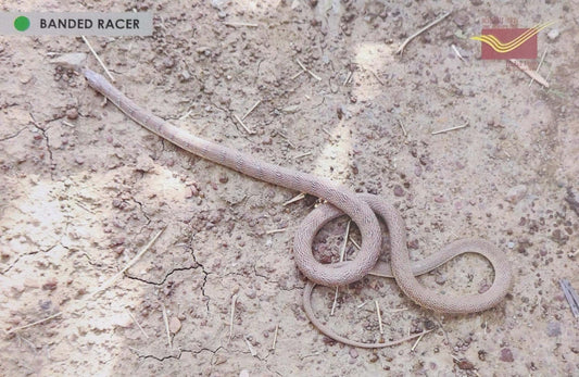 Picture Postcards from DOP - CG circle with Introduction day PPC on Snakes-Banded Racer