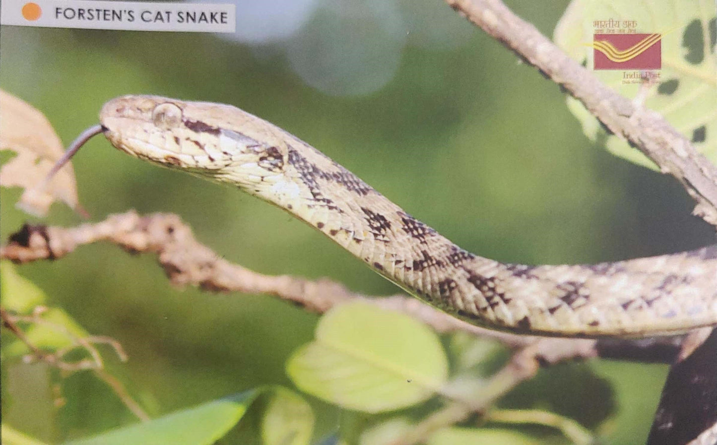 Picture Postcards from DOP - CG circle with Introduction day PPC on Snakes-Forsten's Cat Snake