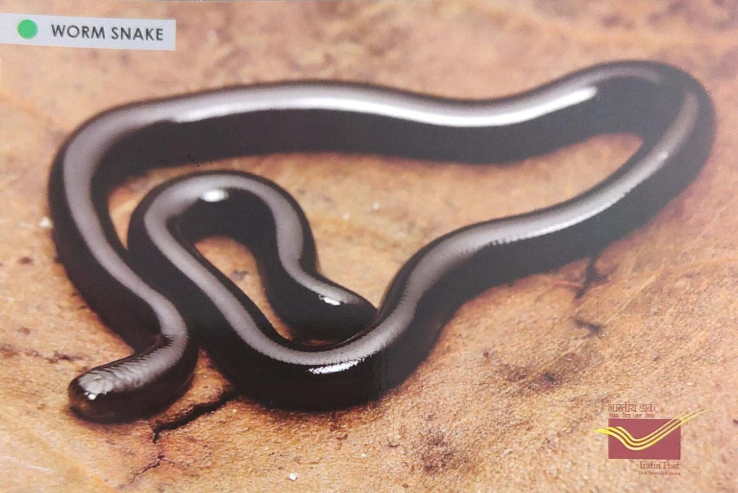 Picture Postcards from DOP - CG circle with Introduction day PPC on Snakes-Worm snake
