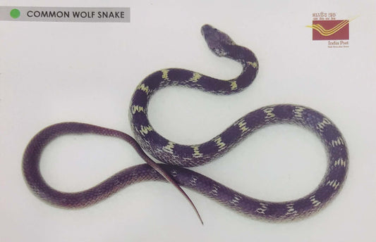 Picture Postcards from DOP - CG circle with Introduction day PPC on Snakes-Common Wolf Snake