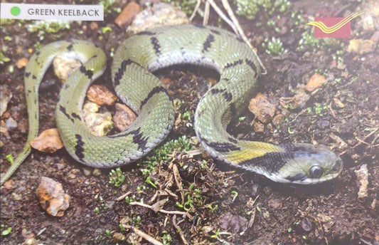 Picture Postcards from DOP - CG circle with Introduction day PPC on Snakes-Green Keelback