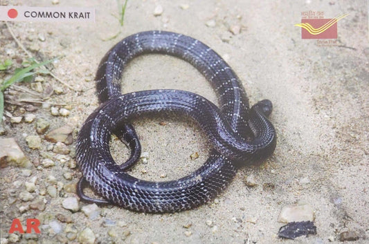 Augmented reality Picture Postcards from DOP - CG circle with Introduction day PPC on Snakes-Common Krait