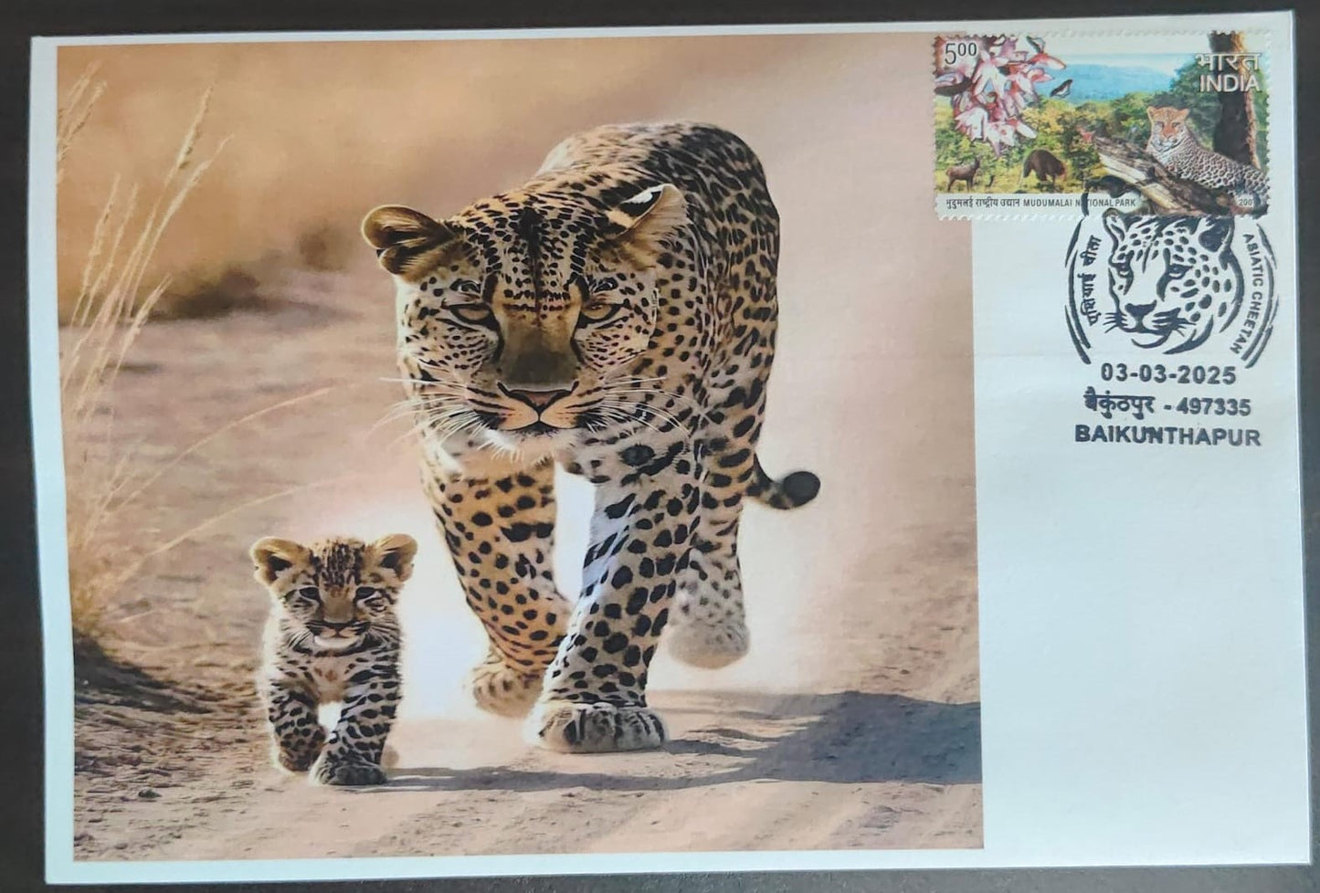 Inauguration day Permanent Pictorial cancellation Asiatic Cheetah issued from Baikunthapur (CG) on private cover