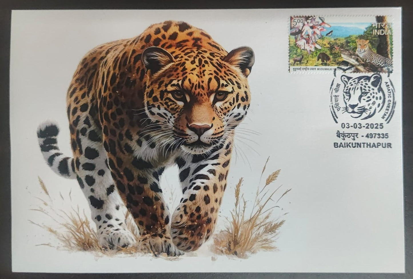 Inauguration day Permanent Pictorial cancellation Asiatic Cheetah issued from Baikunthapur (CG) on private cover