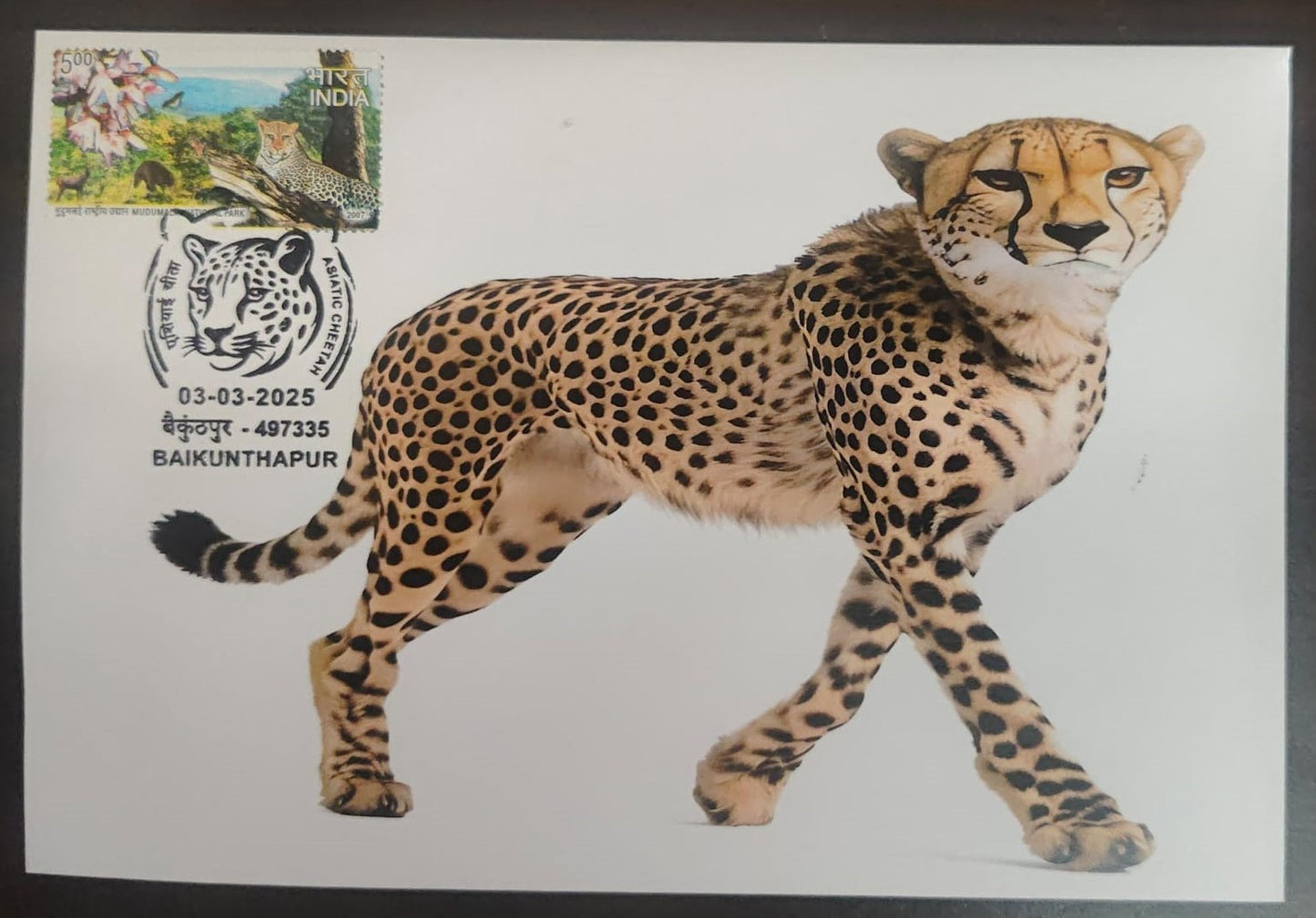 Inauguration day Permanent Pictorial cancellation Asiatic Cheetah issued from Baikunthapur (CG) on private cover