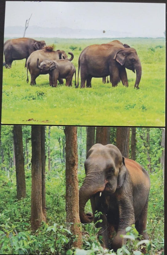 Set of two picture post cards on elephants 🐘🐘.
