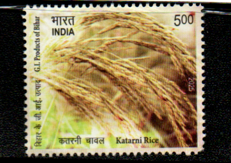India 2025 Katarni Rice