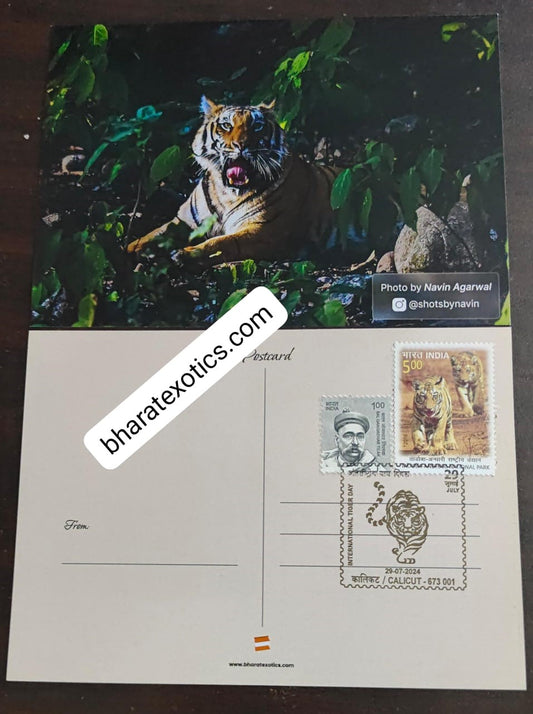 Tiger day 🐅 Special cancellation- 29.7.24.&nbsp;  On picture postcard, cancelled from Calicut.