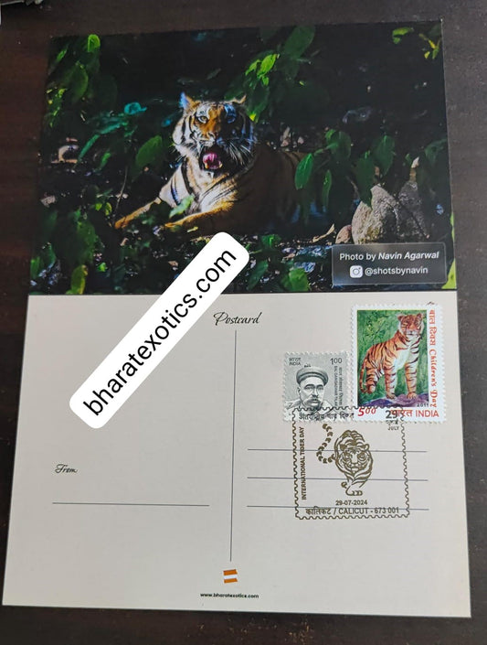 Tiger day 🐅 Special cancellation- 29.7.24.&nbsp;  On picture postcard, cancelled from Calicut