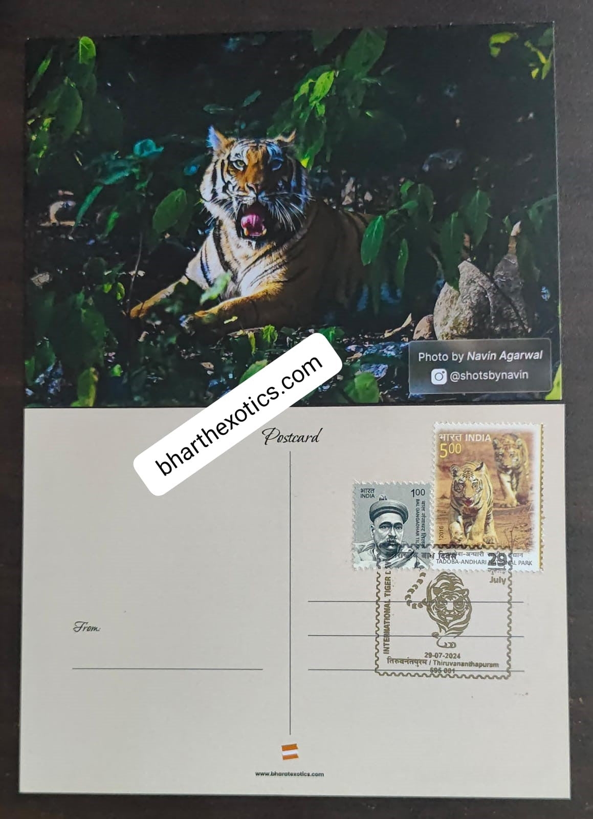 Tiger day 🐅 Special cancellation- 29.7.24.&nbsp;  On picture postcard, cancelled from Thiruvanthapuram.&nbsp;