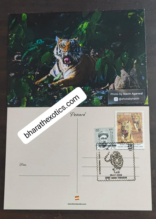 Tiger day 🐅 Special cancellation- 29.7.24.  On picture postcard, cancelled from Thrissur.