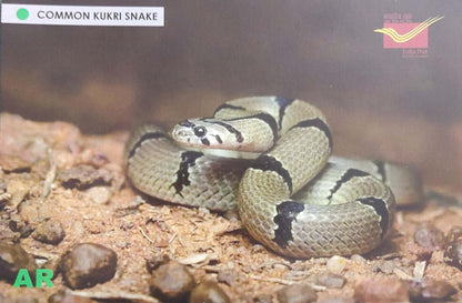 Augmented reality Picture Postcards from DOP - CG circle with Introduction day PPC on Snakes-Common Kukri Snake