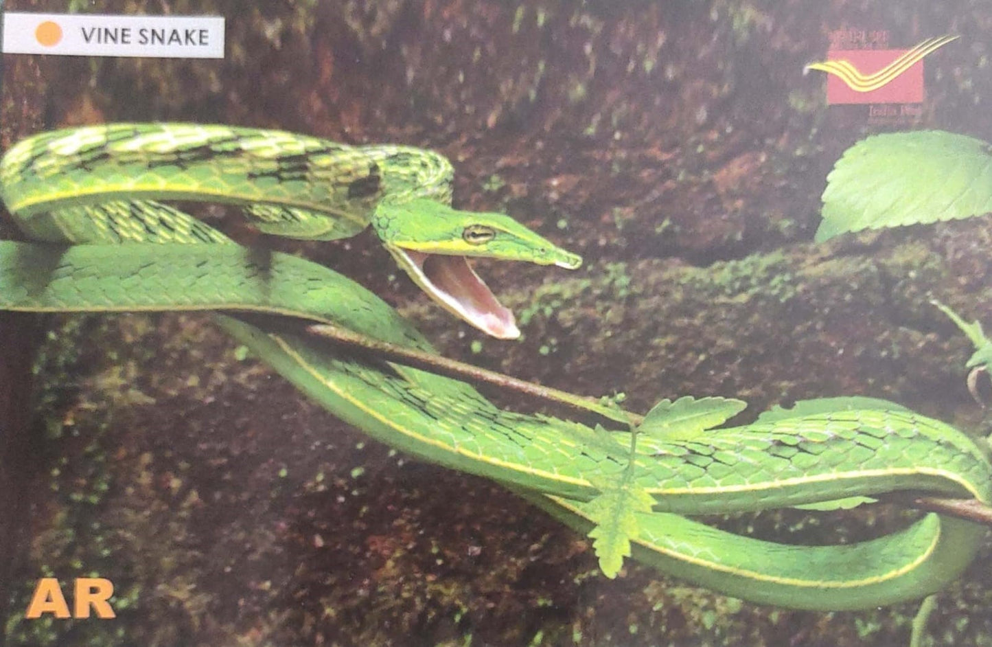 Augmented reality Picture Postcards from DOP - CG circle with Introduction day PPC on Snakes-Vine snake