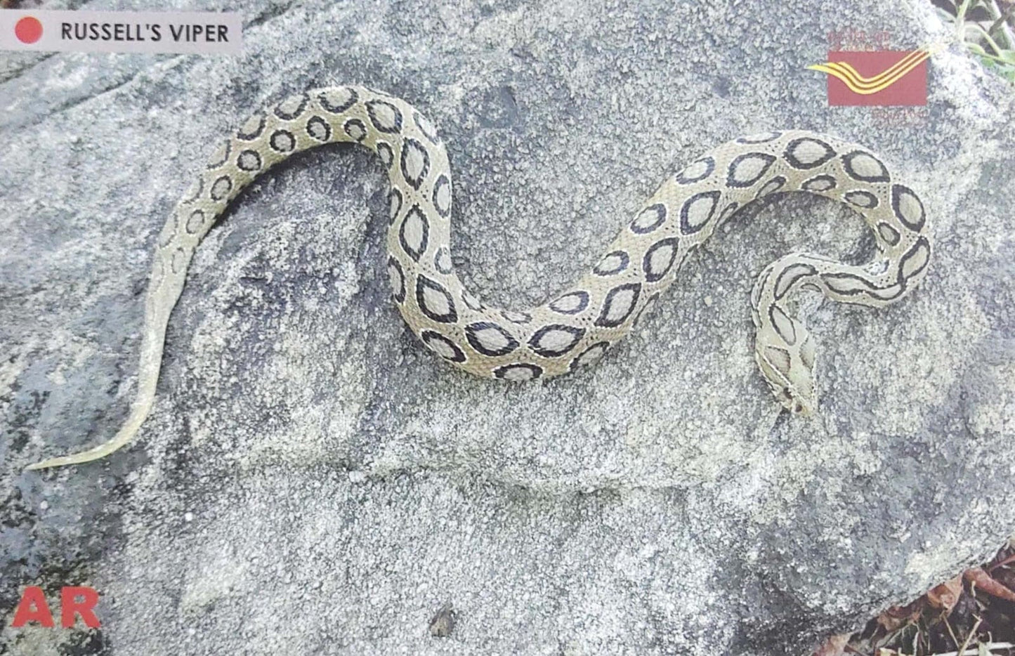 Augmented reality Picture Postcards from DOP - CG circle with Introduction day PPC on Snakes-Russell's Viper