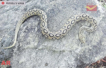 Augmented reality Picture Postcards from DOP - CG circle with Introduction day PPC on Snakes-Russell's Viper