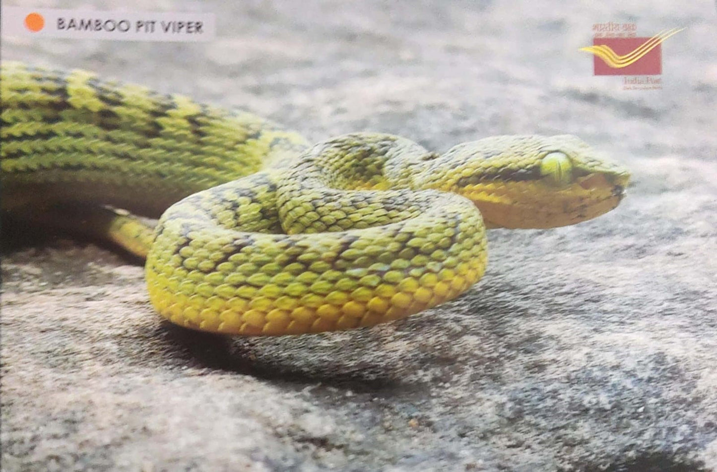 Picture Postcards from DOP - CG circle with Introduction day PPC on Snakes-Bamboo Pit Viper