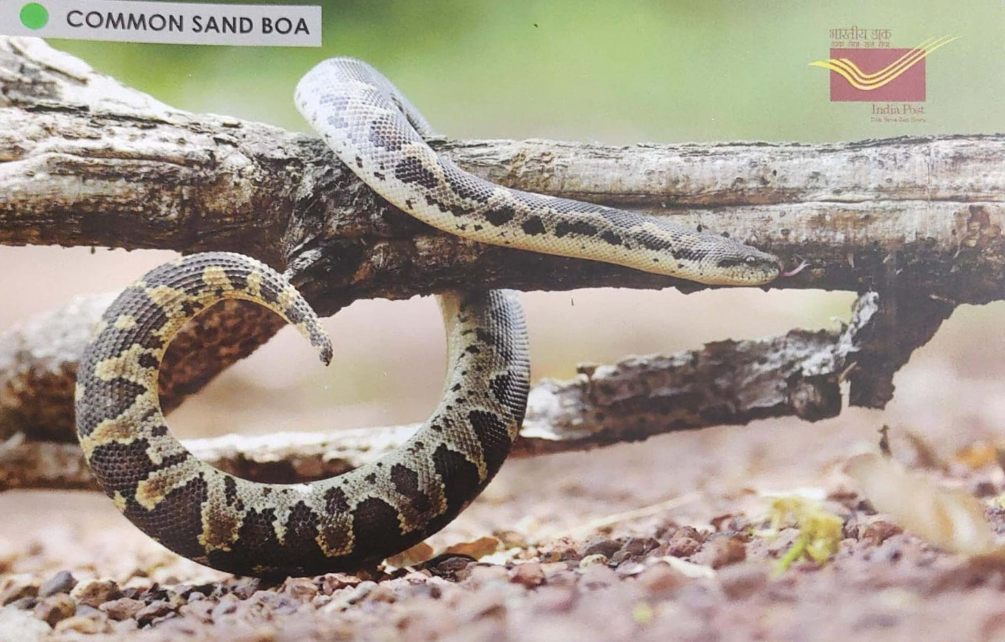 Picture Postcards from DOP - CG circle with Introduction day PPC on Snakes-Common Sand Boa