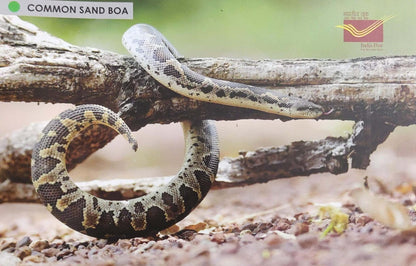Picture Postcards from DOP - CG circle with Introduction day PPC on Snakes-Common Sand Boa