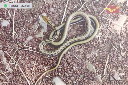 Picture Postcards from DOP - CG circle with Introduction day PPC on Snakes-Trinket Snake