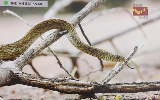 Picture Postcards from DOP - CG circle with Introduction day PPC on Snakes-Indian Rat Snake