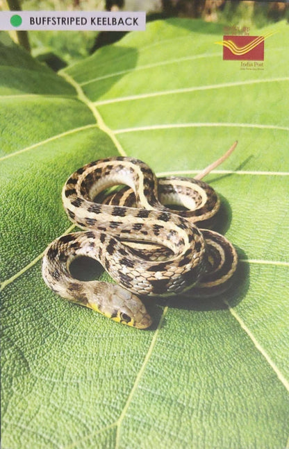Picture Postcards from DOP - CG circle with Introduction day PPC on Snakes-Buffstriped Keelback