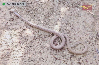Picture Postcards from DOP - CG circle with Introduction day PPC on Snakes-Banded Racer