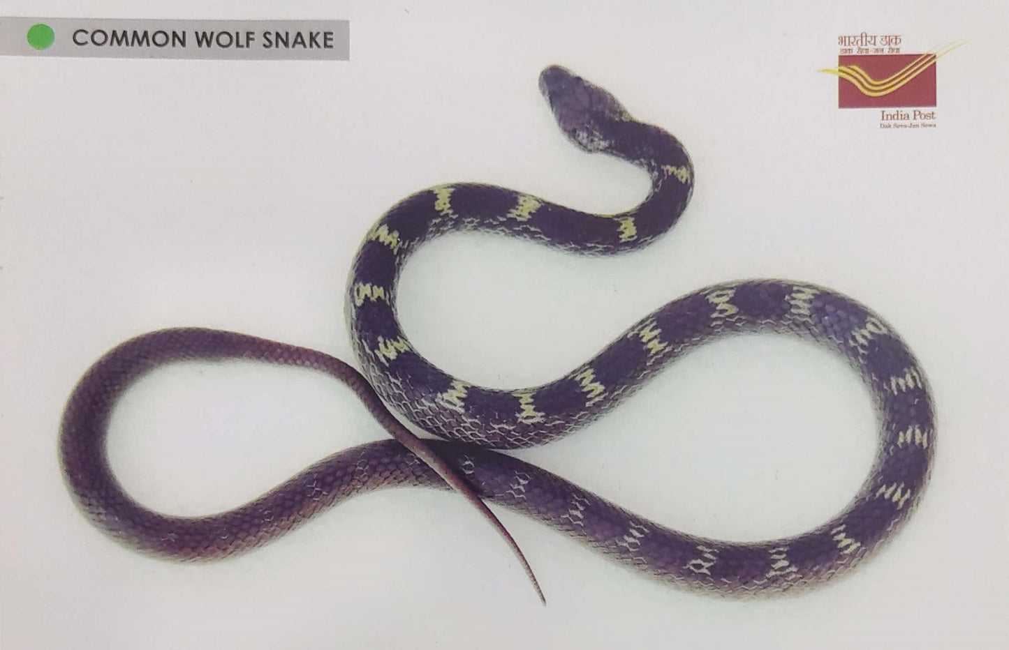 Picture Postcards from DOP - CG circle with Introduction day PPC on Snakes-Common Wolf Snake