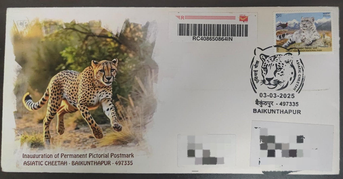 Asiatic Cheetah  Reserve  inauguration day PPC on private  Travelled cover on cheetah