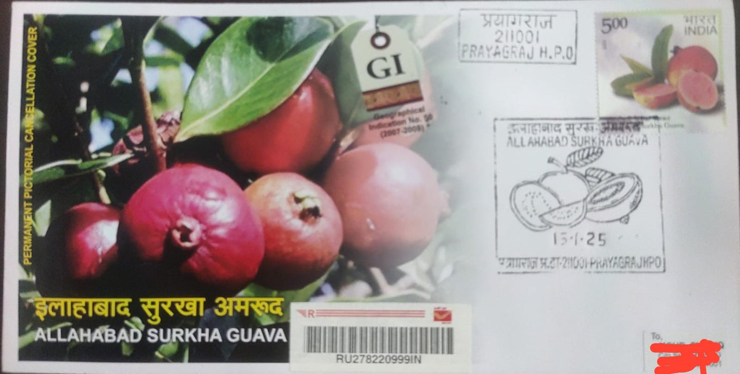 Inauguration day PPC (permanent pictorial cancellation) of Pragyaraj Surkha Guava - travelled cover - with Guava commemorative stamp.
