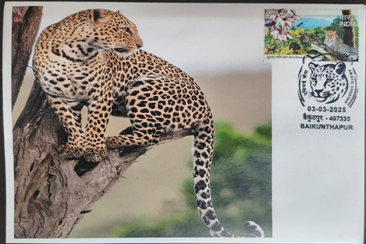 Inauguration day Permanent Pictorial cancellation Asiatic Cheetah issued from Baikunthapur  (CG) on private cover