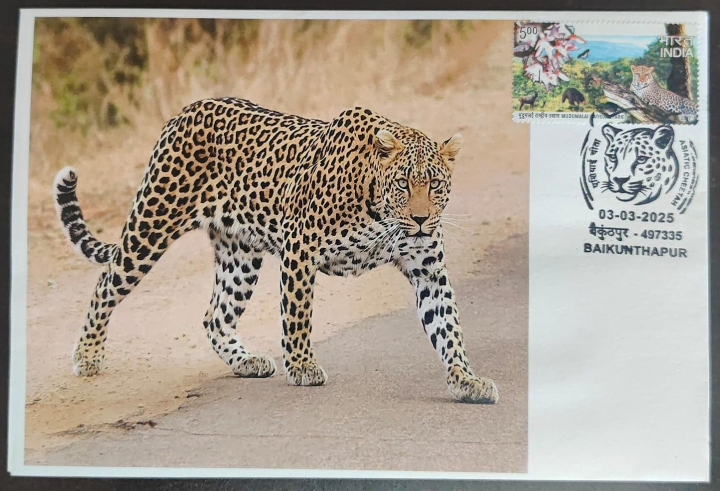 Inauguration day Permanent Pictorial cancellation Asiatic Cheetah issued from Baikunthapur  (CG) on private cover
