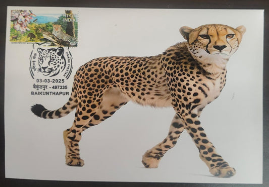 Inauguration day Permanent Pictorial cancellation Asiatic Cheetah issued from Baikunthapur  (CG) on private cover