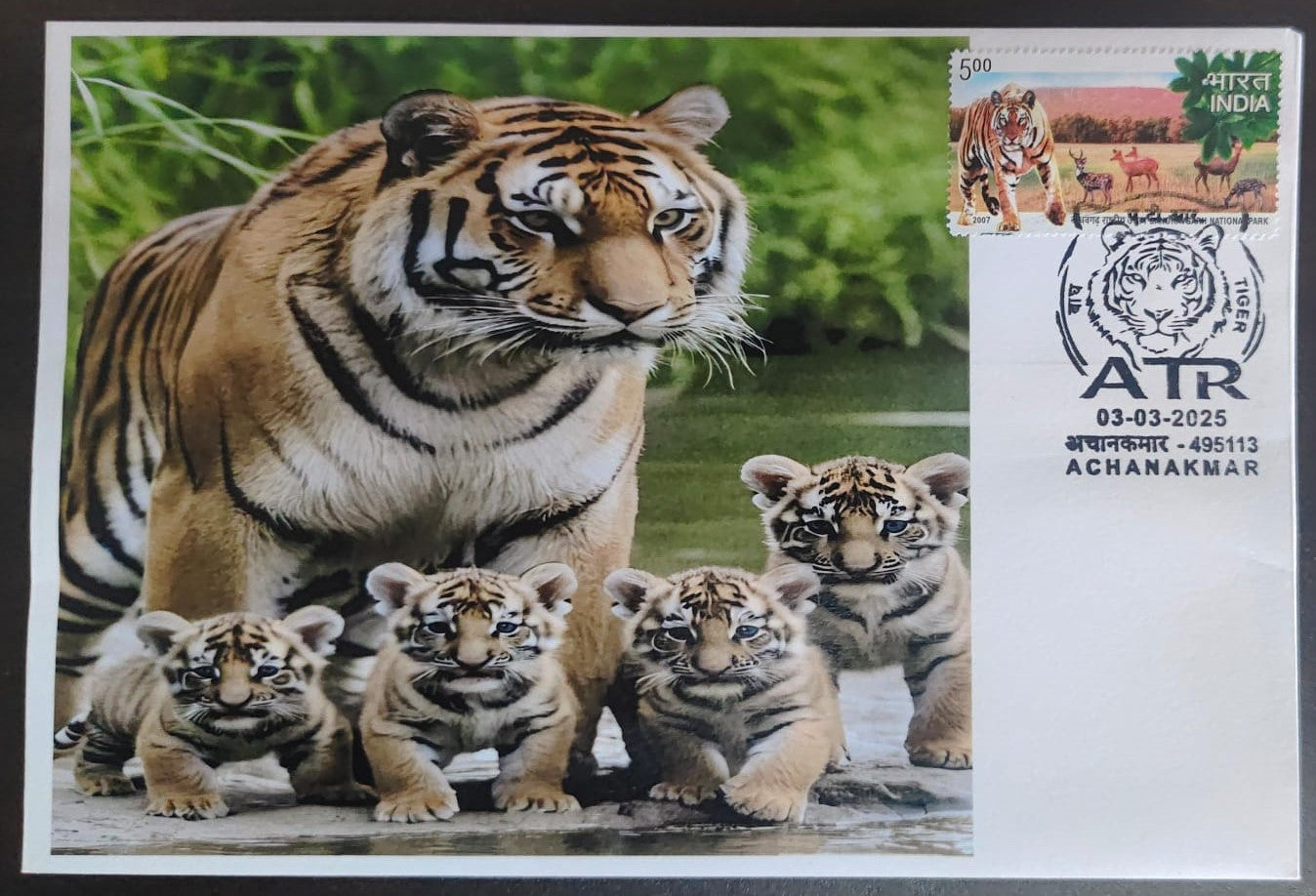 Inauguration day Permanent Pictorial cancellation Tiger  issued from Achanakmar (CG) on private cover