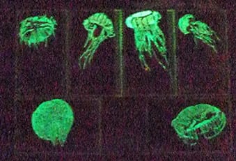 Hong Kong 2008 , Most beautiful night glow stamps MS on oceanic creatures.