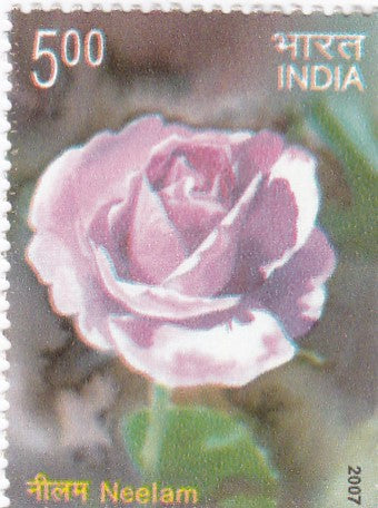 India mint- 07 Feb'07 Fragrance of Roses.