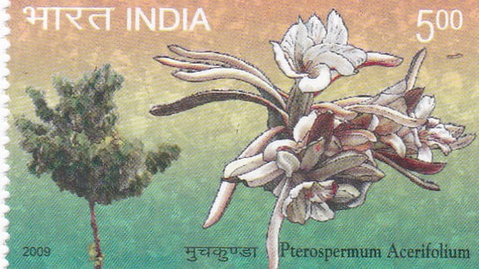 India-Mint 2009 Plerospermum Acerifolium 'Muchkunda'