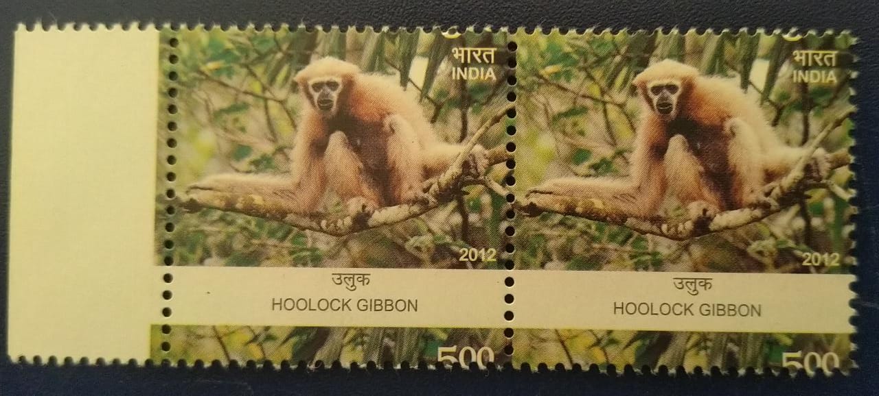Hoolock Gibbon  Perforation major shifting error pair MNH.