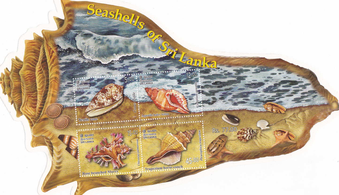 sea shells of Srilanka